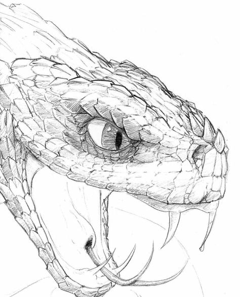 Snake Head Drawing, Snake Sketch, Tattoos Animals, Realistic Eye Drawing, Snake Drawing, Animals Drawing, Head Drawing, Snake Head, Drawing Animals