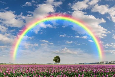 Rainbow Landscape Photography, Beautiful Landscapes Wallpaper Laptop, Landscape With Rainbow, Rainbow Photography Nature, Spring Landscape Photography, Rainbow Landscape, Wallpaper Edgy, Tulip Field, Rainbow Springs