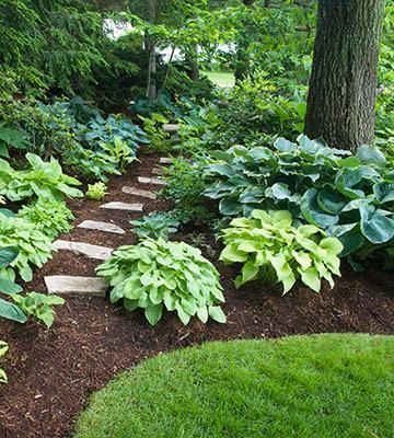 Hosta Gardens, Hosta Plants, Garden Shrubs, Landscape Designs, Have Inspiration, Shade Trees, Woodland Garden, Shade Plants, Lawn And Garden