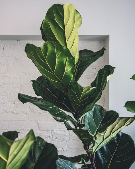 Fiddle Leaf Aesthetic, House Plants Photography, Fiddle Leaf Fig Aesthetic, Houseplant Photography, Photos Plant Houseplant, Rainbow Pics, Hilton Carter, Fiddle Leaf Fig Care, Green Ios