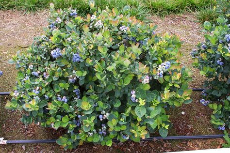 Espoma soil acidifier, Holly-tone, growing blueberries, Brazelberries Peach Sorbet Container Gardening Fruit, Pink Lemonade Blueberry, Fruit Trees In Containers, Highbush Blueberry, Zinnia Garden, Growing Blueberries, Blueberry Plant, Growing Fruit Trees, Peach Sorbet