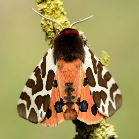 Wooly Caterpillar, Wooly Bear Caterpillar, Caterpillar Art, Woolly Bear, Tiger Moth, Birch Leaf, The Family Handyman, Floral Tattoo Sleeve, Beautiful Bugs