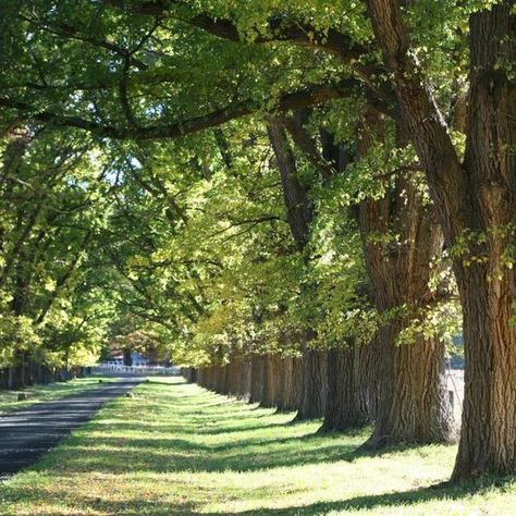 A row of elm trees Chinese Elm Tree, Asian Plants, Tree Identification, Elm Tree, Street Trees, Plant Fungus, Tree Species, Shade Trees, Tree Sculpture