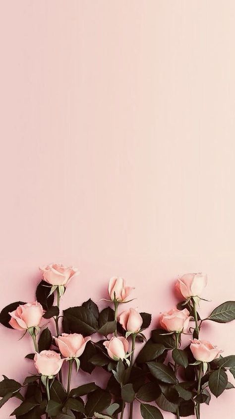 36 Elegant Flower Wallpapers You Need to Save wallpaper, flower,rose, sunflower Floral Wallpapers, Wallpapers Iphone, Pink Background, Pale Pink, Pink Roses, Roses, Wallpapers, Iphone, Floral