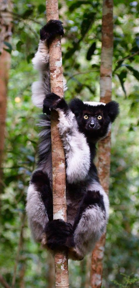 Indri (Indri indri) / Image by Living Zoology (LivingZoology) from 500px Lemur Aesthetic, Zoology Aesthetic, Madagascar Animals, Brown Bread, Character Aesthetics, Zoology, Cute Animal Pictures, Primates, Endangered Species