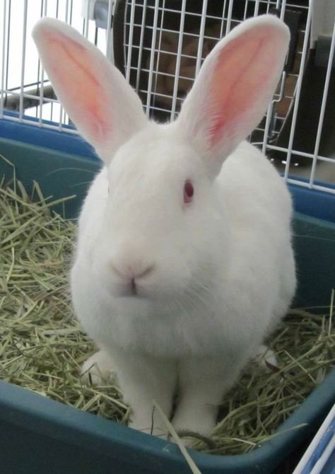 Florida White Rabbit, Columbia Md, Nice Personality, White Rabbits, Big Ears, Bunny House, White Rabbit, Rabbits, Bugs