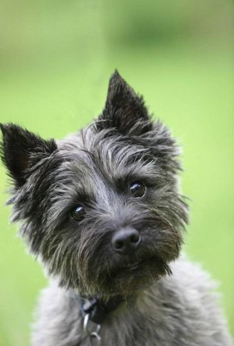 #Toto the real charm of #WizardofOz  agree or not??? http://bit.ly/1WzX5NM Carin Terriers, Oz Aesthetic, Carin Terrier, Animal Enclosures, Cairn Terriers, Blog Business, Elle Woods, Legally Blonde, Helen Mirren