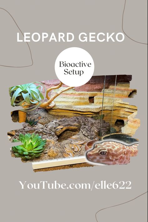 Leopard Gecko Bioactive, Leopard Gecko Setup, Reptile Crafts, Leopard Gecko Care, Bioactive Vivarium, Diy Reptile, Leopard Geckos, Set It Up, Leopard Gecko