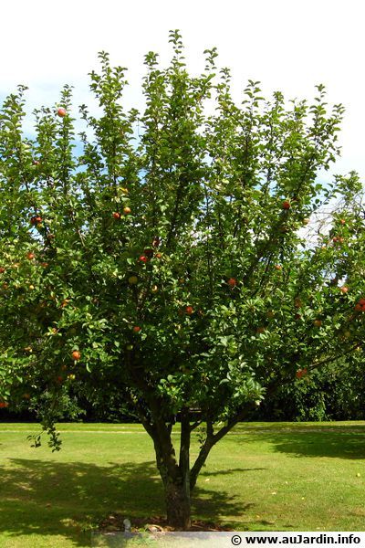 Pommier (Pomme), Malus pumila