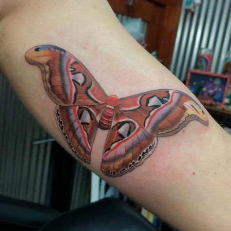 Atlas moth today for Jennifer! Thanks mama!!! I’m always up for moths and butterflies💖 #atlasmoth #moth #entomology #insectnerd #tattoo #eternalink Atlas Moth Art, Atlas Moth Tattoo Design, Atlas Moth Tattoo, Moth Tattoo Ideas, Skin Doodles, Moth Tattoo Meaning, Moth Tattoo Design, Taboo Tattoo, Moths And Butterflies