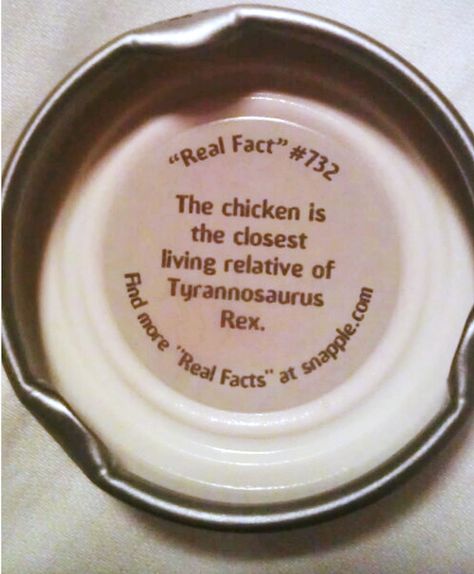 The Little Things in Life: Real Fact #732 Did U Know Facts Mind Blown, Life Memes Truths Real, Fact Meme Funny, Snapple Facts, Interesting Facts About Elephants, 1000 Life Hacks, Wow Facts, Real Facts, Fun Facts