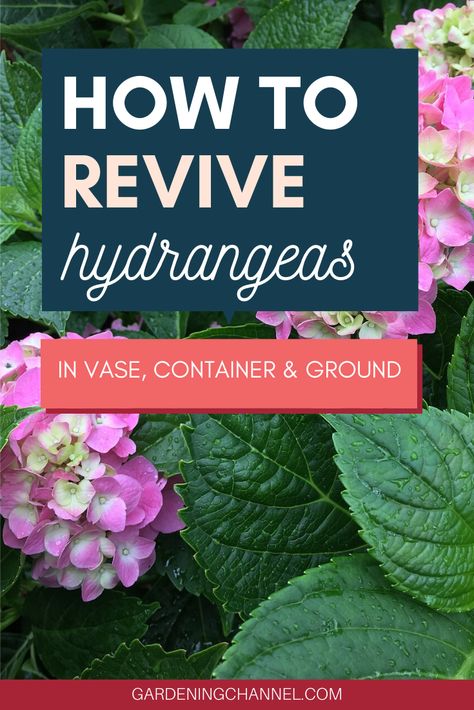 Watering Hydrangeas, Hydrangea Plant Care, Pruning Hydrangeas, Hydrangea Vase, Hydrangea Landscaping, Hydrangea Bloom, Self Watering Pots, Growing Hydrangeas, Hydrangea Colors