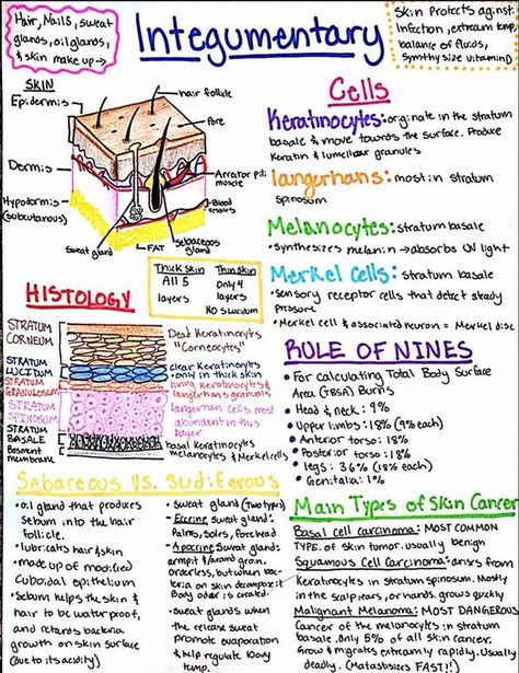 Skincare Knowledge, Geriatric Nursing, Nursing School Studying Cheat Sheets, Nursing School Essential, Nursing Life, Nursing School Motivation, Nurse Study Notes, Basic Anatomy And Physiology, Nursing Student Tips