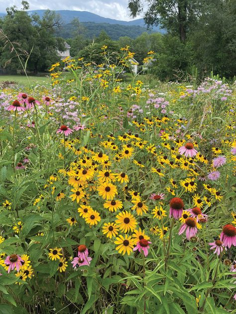 Creating a Wildflower Meadow to Help the Bees, Birds, and Butterflies | Crozet Gazette New Jersey Wildflowers, New England Wildflowers, Wildflower Meadow Backyard, Wildflower Meadow Garden, Meadow Scaping, Wildflower Pathway, Pennsylvania Wildflowers, Indiana Wildflowers, Wildflower Garden Bed