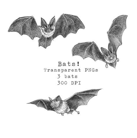 Bat Sketch, Bat Clip Art, Drawing Transparent, Bat Drawing, Bat Illustration, Halloween Clip Art, Bat Art, Halloween Clips, Halloween Graphics