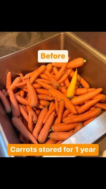 Heather-Nature Hills Farm-cheese, herbs & garden 🌙 on Instagram: "Storing carrots for an entire year in root cellar. This is a method that has worked for us: We stored the carrots in a 5 gallon bucket with sand in between the carrots. We tried to keep the carrots from touching each other, but wanted to pack it as full as possible. We got the sand moist but not wet, and stored it in a cool dry place. Let me know what techniques you used to store your root crops for extended periods. Commen Storing Carrots, Preserving Carrots, How To Store Carrots, Farm Cheese, Herbs Garden, Root Cellar, Starting A Vegetable Garden, Eat Seasonal, Garden Veggies