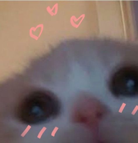 Kisses You Reaction Pic, Excited Reaction Pic Cute, Excited Cat Reaction Pic, Excited Cat Reaction, Nervous Cat Reaction Pic, Cat Blushing Cute, Cat With Kiss Marks, Cat Blushing Reaction Pic, Pookie Wookie Bear