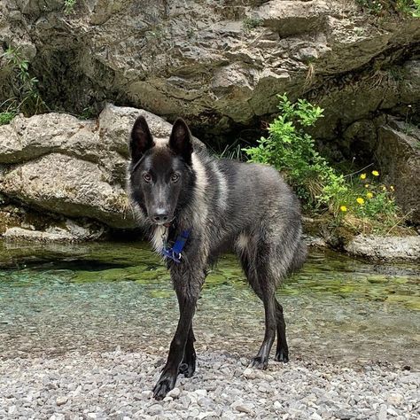 Wolf Dog Hybrid Puppy, Tamaskan Dog Black, Wolf Hybrid Dogs, Wolfdog Hybrid, Black Dogs Breeds, Wolf Dogs, Wolf Hybrid, Dog Poses, Canine Art