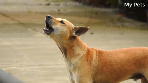 Best Dogs howling and Barking Original Video For Dog's Love Puppy Barking Video, Howling Dogs Video, Dogs Howling, Dog Barking Video, Puppies Barking, Dogs Barking, Puppy Barking, Barking Dog, Vibe Check