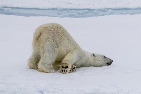 size: 12x8in Photographic Print: Adult polar bear (Ursus maritimus) cleaning its fur from a recent kill on ice by Michael Nolan : Polar Bear Fur, Bowhead Whale, Animals Amazing, Bear Pictures, Baby Animals Funny, Cute Animal Photos, Cute Animal Pictures, Cute Cats And Dogs, Sweet Animals