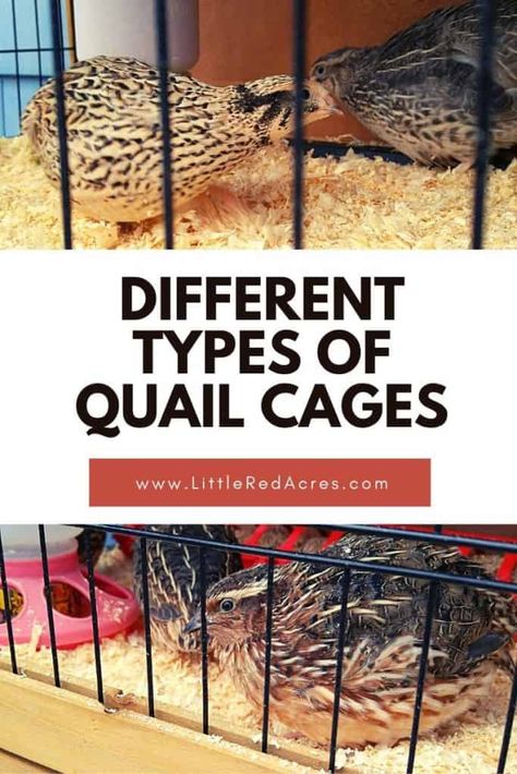 Natural Quail Enclosure, Button Quail Housing, Button Quail Housing Indoor, Quail Aviary Ideas, Quail Cage Plans, Types Of Quail, Quail Tractor, Quail Farming, Diy Coop