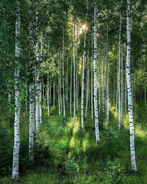 Birch Grove, Birch Tree, Finland, Beautiful Pictures, Tree Trunk, Natural Beauty, A Photo, Art Inspiration, Trees