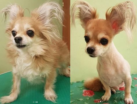 10 Best Long-Haired Chihuahua Haircuts | Page 2 of 5 | The Paws Chihuahua Haircut, Long Hair Chihuahua Grooming Styles, Long Haired Chihuahua Puppies, Dog Grooming Diy, Pet Corner, Puppy Cut, Grooming Style, Haircut Pictures, Long Haired Chihuahua