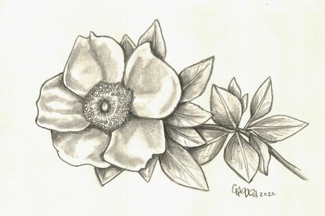 Rosa Laevigata, an art print by Chella McLelland - INPRNT Rosa Laevigata Tattoo, Justin Tattoo, Lotus Flower Tattoo, I Tattoo, Flower Tattoo, Print Quality, Art Print, Art Prints, Tattoos