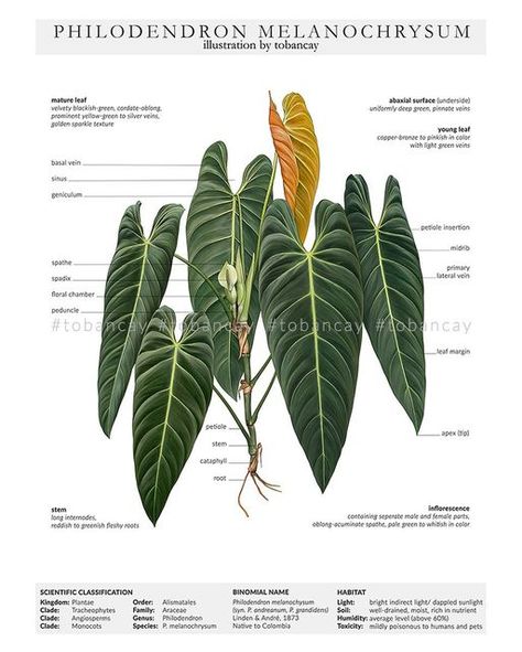 Black Gold Philodendron, Philodendron Varieties With Names, Philo Melanochrysum, Plant Leaf Identification, Philodendron Selloum Gold, Philodendron Melanochrysum, Philodendron Erubescens, Philodendron Camposportoanum, Leaf Identification