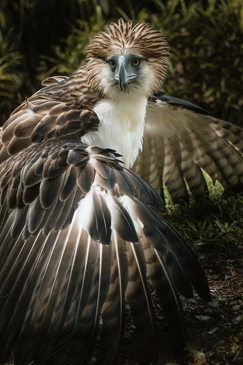 Philippine Eagle, Eagle Images, Eagle Tattoo, Rare Birds, Bird Pictures, Birds Of Prey, Endangered Species, Creature Design, Monkeys