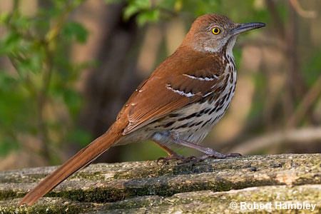 Michigan Brown Thrasher Bird: with the incredible play list. The Brown Thrasher is one of three members of the bird family Mimidae. All three improvise their song, and frequently mimic songs of other birds. They have no one song of their own. By Richard Havenga Ontario Birds, Wild Birds Photography, Backyard Birds Sanctuary, Brown Thrasher, Bird Identification, Wild Kratts, Bird Carving, State Birds, Unit Studies