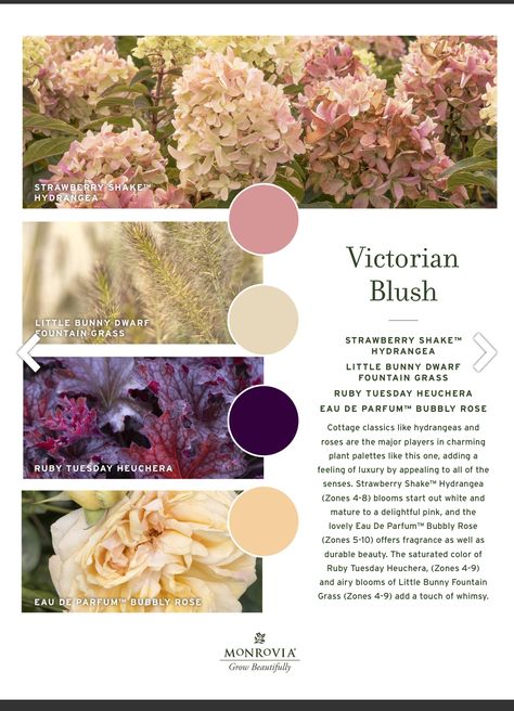 English Garden Color Palette, Flower Garden Color Palette, Garden Colour Schemes, Color Palette Garden, Garden Color Scheme, Garden Color Palette, Garden Palette, Best Plants For Shade, Plant Palette