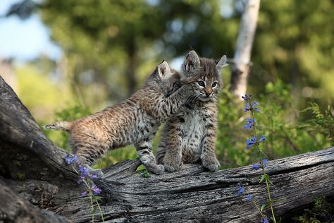 Telling Secrets | Bobcat Kittens Kalispell, Montana | Megan Lorenz | Flickr Baby Bobcat, Bobcat Kitten, Bob Cats, Bob Cat, Cats Of The World, Jaguar Leopard, Bengal Cats, Lovely Animals, Cheetahs