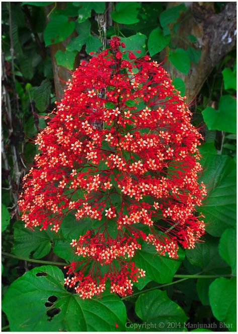 Clerodendrum paniculatum / Pagoda flower Pagoda Flower, Onam 2024, Red Bench, Herbal Plants, Unusual Flowers, Beautiful Flowers Garden, Most Beautiful Flowers, Pretty Plants, Beautiful Flowers Pictures