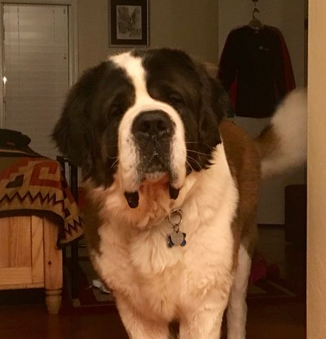 Dog Claims Dr, Big Dogs Aesthetic, St Bernard Aesthetic, Saint Bernard Aesthetic, Saint Bernard Dog, St Bernards, Saint Bernards, St Bernard Puppy, St Bernard Dogs