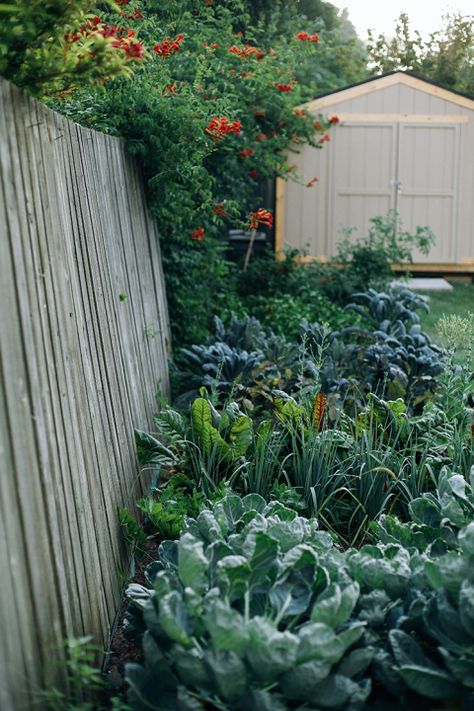 my wild vegetable patch // via thefirstmess.com Wild Vegetable Garden, Yurt Life, Eggplant Meatballs, Laura Wright, Vegan Eggplant, Edible Gardening, Vegetable Patch, Patch Ideas, Kale Pesto