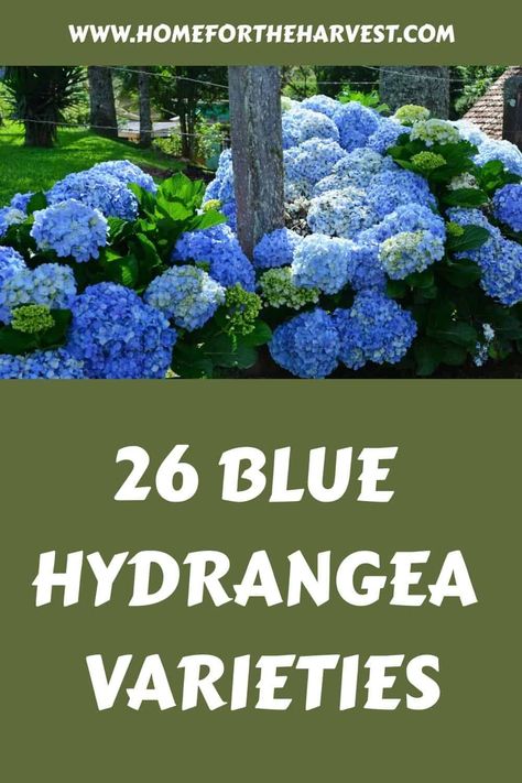 25+ blue hydrangea varieties Hydrangea Types, Light Blue Hydrangea, Nikko Blue Hydrangea, Hydrangea Varieties, Hydrangea Shrub, Types Of Hydrangeas, Endless Summer Hydrangea, Hydrangea Arborescens, Oakleaf Hydrangea