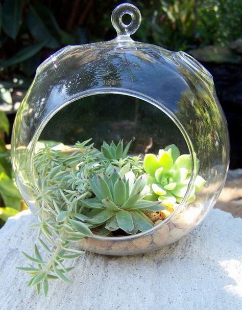 60  Adorable Spring Terrariums For Home Décor Hanging Glass Globes, Diy Succulent Terrarium, Succulent Landscape Design, Hanging Terrarium, Contemporary Planters, Succulent Garden Design, Succulent Landscaping, Modern Garden Design, Garden Terrarium