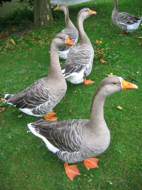 Grey Goose, French Teacher, Guard Dogs, Mother And Child, Bird Feathers, Farm Life, Beautiful Creatures, Beautiful Birds, Ducks