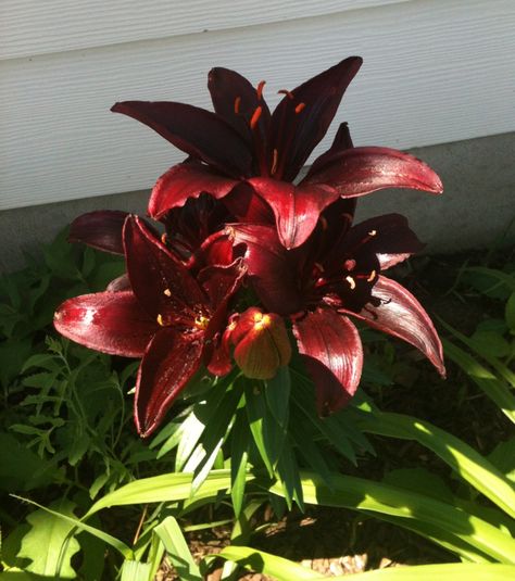 Landini Lily--deep red, almost black Dark Red Flowers Aesthetic, Dragon Lily, Dark Red Flowers, Deep Red Flowers, Red Lilies, Lily Wallpaper, Red Lily, Gothic Garden, Asiatic Lilies