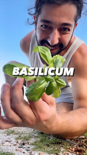 Basil Growing, Preserving Basil, Grow Basil, Gutter Garden, Homemade Ideas, Growing Basil, Garden Herbs, Plant Book, Gardening Plants