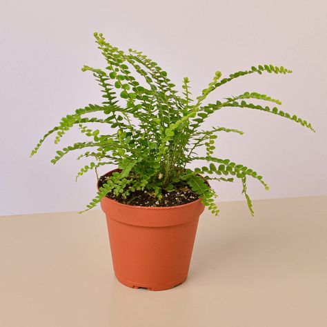 Lemon Button Fern, Button Fern, Cat Safe Plants, Types Of Ferns, Low Light House Plants, Live House Plants, نباتات منزلية, Boston Fern, Fern Plant