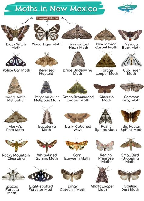 Black Witch Moth, Giant Moth, Types Of Moths, Sphinx Moth, Large Moth, Moth Species, Colorful Moths, Cute Moth, Hummingbird Moth