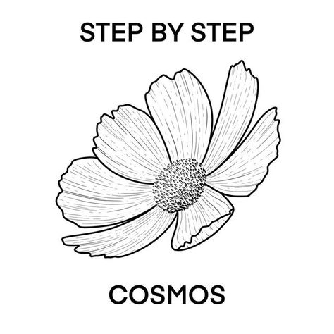 How To Draw Cosmos Flower Step By Step, Flower Petals Drawing, Cosmos Flowers Drawing, Cosmos Drawing, Chocolate Cosmos Flower, Wildflowers Drawing, Cosmos Tattoo, Wildflower Drawing, Wavy Edges