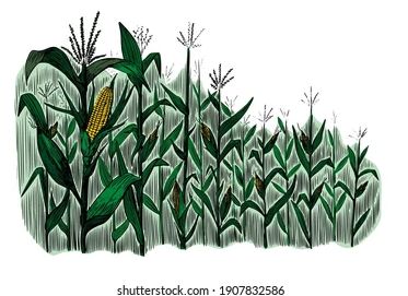 Cornfield Drawing, Song Art, Children Book Illustration, Children Book, Drawing Videos, Pictures To Draw, Illustration Inspiration, Book Illustration, Drawing Ideas