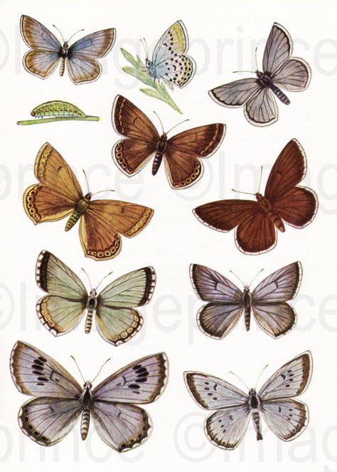 🧭Vintage butterfly clipart - Instant Download

Download these beautiful vintage butterfly clipart for your digital scrapbooking, collage, junk journal, and other creative projects. Perfect for adding a touch of vintage charm to your work!

#vintage #butterfly #clipart #digitalscrapbooking #collage Vintage Design For Scrapbook, Vintage Butterfly Print, Digital Art Journal, Easy Flower Drawings, Vintage Scrapbook Paper, Butterfly Clipart, Scrapbook Organization, Flower Illustrations, Scrapbook Printing