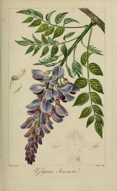 Wisteria Sinensis, Illustration Botanique Vintage, Science Illustration, Illustration Botanique, Botanical Illustration Vintage, Vintage Botanical Prints, Botanical Painting, Illustration Vintage, Scientific Illustration