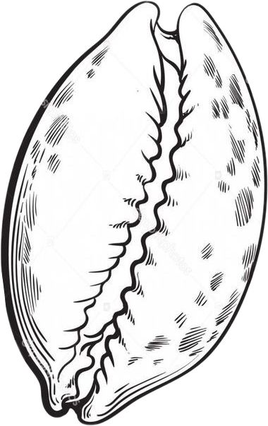 Cowrie Shell Tattoo Ideas, Cowrie Shell Tattoo, Art Deco Borders, Shell Tattoos, Cowry Shell, African Textiles, Class Design, Ocean Themes, Shell Art