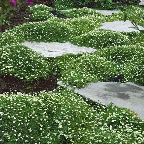 Irish Moss Ground Cover Plants & Seed Irish Moss Ground Cover, Ground Cover Seeds, Moss Plant, Irish Moss, Garden Area, Ground Cover Plants, Have Inspiration, Ground Cover, Front Garden