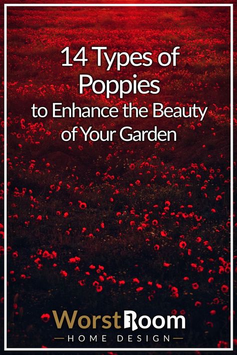 types of poppies Types Of Poppy Flowers, Types Of Poppies, Poppy Varieties, Planting Poppies, Poppy Garden, Zone 5, Poppy Flowers, Flowers Garden, Poppy Flower